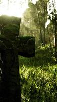 decaying stone cross marking a final resting place in the jungle video