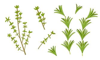 set of thyme and rosemary on white background. Ecological product. Fresh greenery image. vector