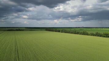An aerial view of a vast green field with rows of crops, under a cloudy sky video