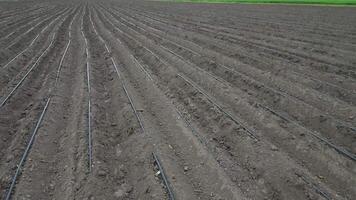 Aerial view of field with irrigation lines watering crops, efficient system video