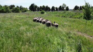 Flock of sheep rest in a shaded meadow surrounded by trees. The sheep appear calm and peaceful, with their thick woolly coats adding to the serene atmosphere of the rural setting. video
