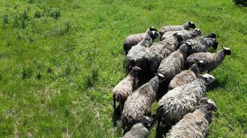 Aerial view. Flock of sheep rest in a shaded meadow surrounded by trees. The sheep appear calm and peaceful, with their thick woolly coats adding to the serene atmosphere of the rural setting. video