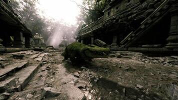 Crocodile exploring ancient ruins in a dense jungle setting at dusk video