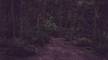 Mysterious forest path surrounded by lush foliage in evening light video