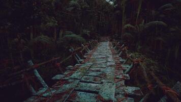 Exploring the ancient stone path through the dense forest in Venezuela video