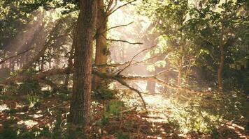 Sunlight filtering through trees in a serene forest during daytime hours video