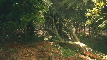Fallen tree along a forest path with dappled sunlight in the late afternoon video