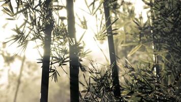 Bamboo forest bathed in soft morning light with mist and greenery around video