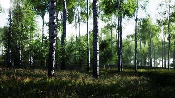 Grove of Birch Trees in Forest video