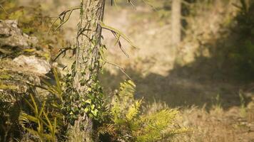Lush greenery and tree textures thriving in a tranquil Finnish forest setting video