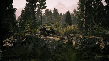 Serenity in Danish Nature Surrounded by Tall Trees and Greenery video