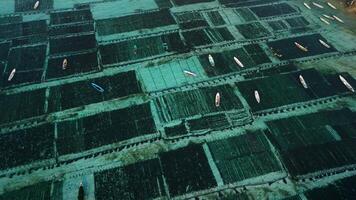 Drone view of seaweed farm at Lembongan island in Indonesia video