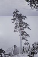 a snow-covered pine tree stands leaning over the lake shore photo