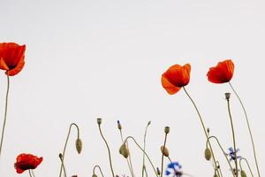 blooming poppies on a light background photo