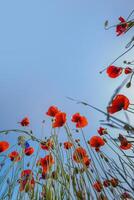 poppy blossom, bottom view photo