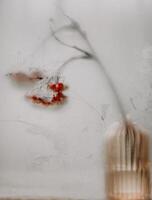 a rowan branch stands behind a fogged window photo