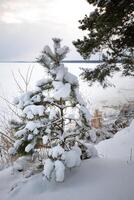 a small pine tree stands under the snow photo