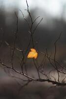 lonely autumn leaf hanging on a branch photo
