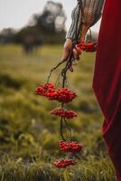 female hand holding a rowan branch photo