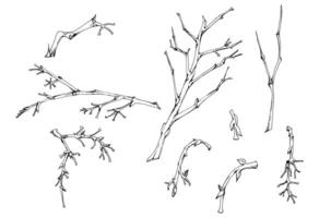 Tree, berry or bush branch twig with no leaves, early spring, late autumn or winter, plant stalks, buds. Botanical illustration set hand drawn in ink , isolated on white. Wedding, florist shop. vector