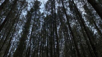 A forest with tall trees and sky in the background photo