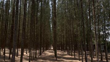 A forest of tall trees in the middle of a dirt road photo