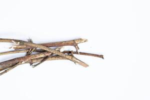 Dry tree twigs branches isolated on white background. close-up photo