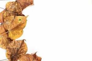 Fall leaves on white background with copy space. Autumn flat lay concept. photo