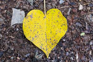Yellow heart shaped leaves on black background, Autumn heart for love. photo