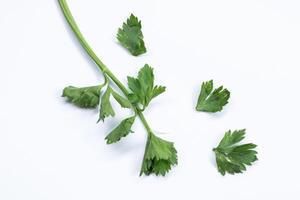 fresh celery isolated on white background photo
