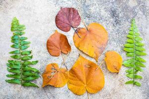 Dry and green leaves of different ages on a dark stone background. Concept of aging and seasonality of colorful leaves with flat and photocopy space. photo