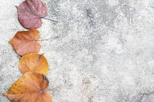 Dry leaves of different ages on dark stone background. Concept of aging and seasonality of colorful leaves with flat and photocopy space. photo