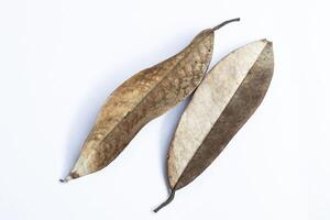 dry, leaf, nature, white background, autumn, brown, plant, dead leaf, age, aged, brazil, change, close up, faded, horizontal, memory, no people, october, photography, silhouette, simplicity, structure photo