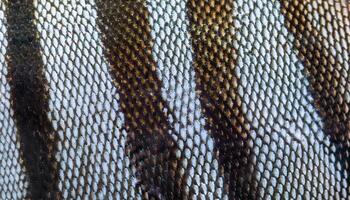 close-up of angelfish scales with contrasting black and silver striped texture in high detail photo