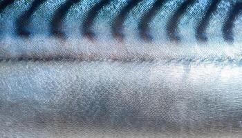close-up of mackerel fish skin with shimmering silver and blue horizontal lines and fine scale texture photo