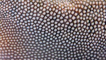 macro view of shark dermal denticles showcasing rough sandpaper-like texture and intricate pattern photo