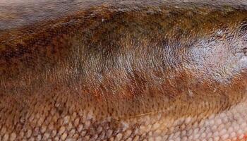 macro view of halibut fish skin highlighting earthy brown and gray tones with fine textured surface details photo