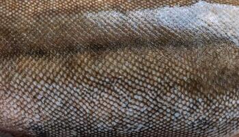 macro view of halibut skin showcasing earthy brown and gray tones with fine textured scales and natural patterns photo