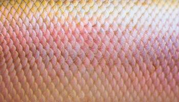 macro view of snapper fish scales showcasing subtle pink and yellow tones with detailed texture patterns photo