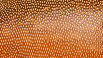 close-up of grouper fish skin showcasing intricate spotted brown and tan pattern with detailed textures photo