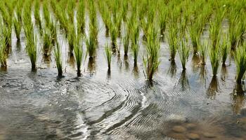 close-up of water rippling around freshly planted rice seedlings in a flooded paddy field with vibrant green shoots photo