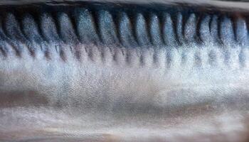 macro close-up of a swordfish's metallic skin highlighting its smooth texture and shimmering silver gradient photo