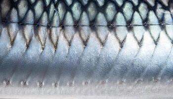 macro close-up of barracuda scales showcasing smooth reflective silver texture with intricate patterns photo
