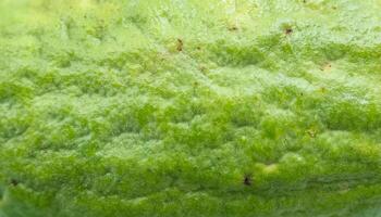 macro close-up of guava peel showcasing its natural green hue and slightly bumpy textured surface photo