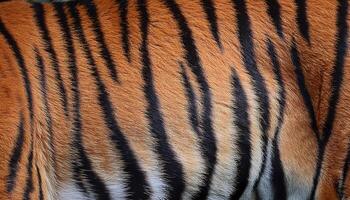 close-up texture of tiger fur with bold orange and black stripes in a natural pattern photo