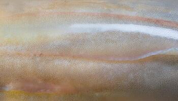macro close-up of squid skin texture showcasing its soft, translucent surface with faint iridescent details photo