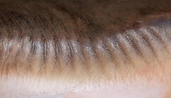 macro view of catfish skin showcasing smooth scaleless surface with natural brown tones and delicate textures photo