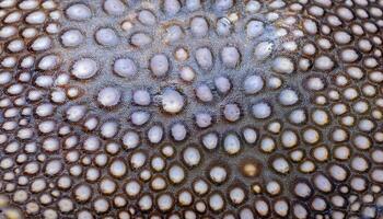 close-up of stingray skin showcasing its unique pebble-like texture and detailed natural patterns in macro view photo