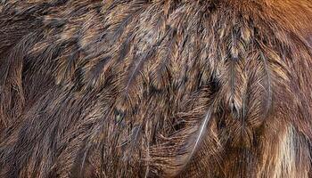 close-up of emu feathers highlighting soft double-plumed strands and intricate natural patterns photo