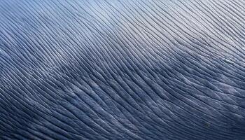 macro view of whale skin with rippled texture and smooth surface in natural lighting photo